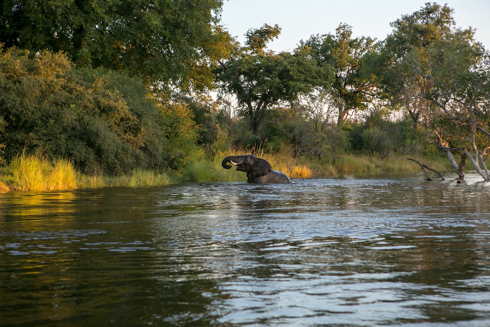 Zambie: une destination privilégiée pour les amateurs de nature et de wildlife