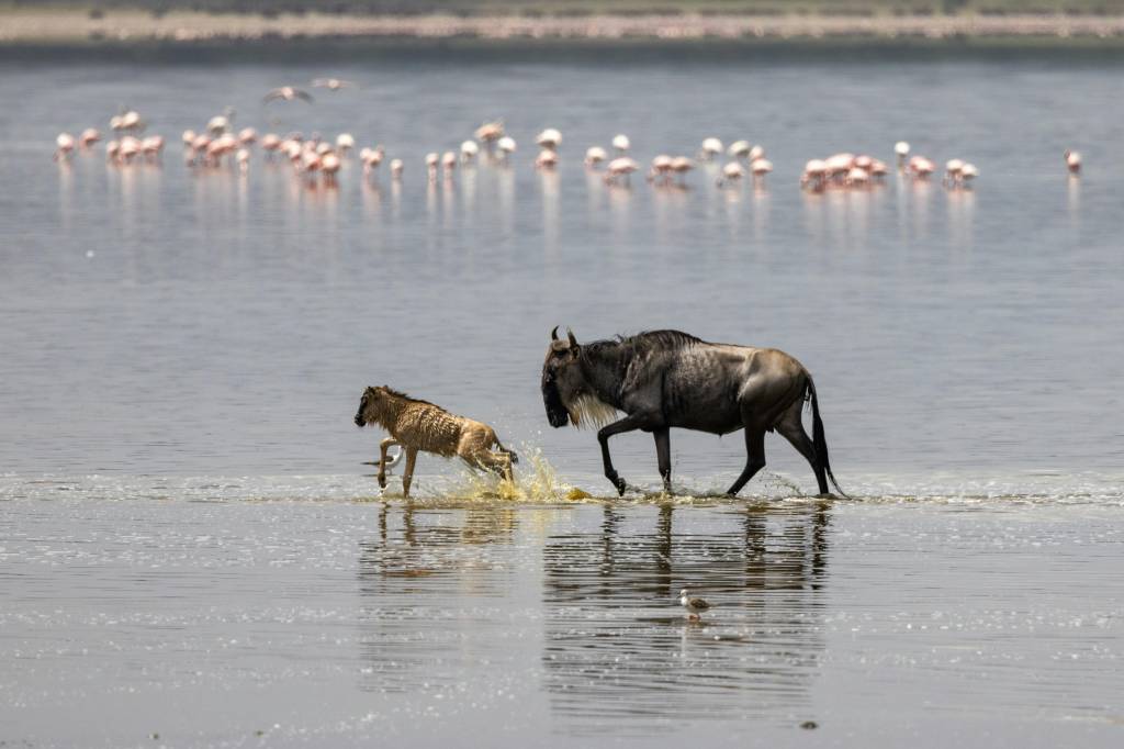 À la découverte des merveilles du parc national du Serengeti