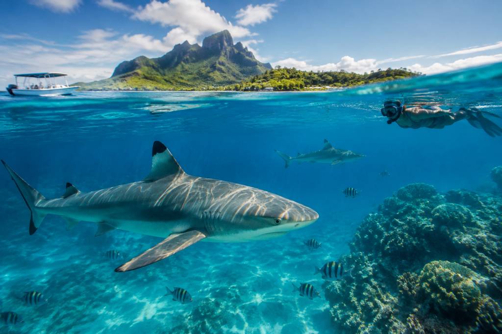 Requins Tahiti : où les observer et quelles précautions prendre ?