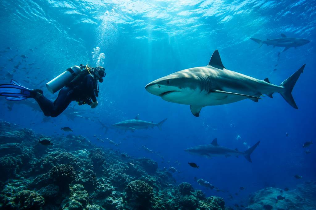 Plongée requin : les meilleurs spots pour observer les requins en toute sécurité