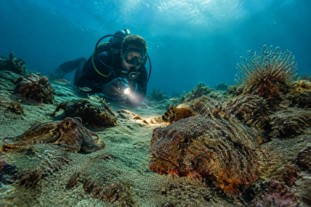Muck diving : où pratiquer la plongée à la découverte de la faune marine ?